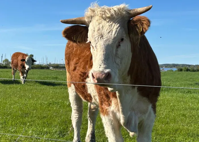 Tjebberupgaard Holbaek